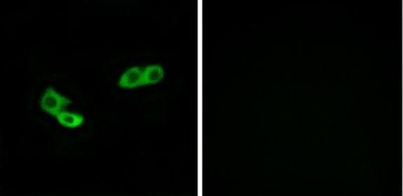 OR56A3 Antibody