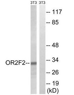 OR2F2 antibody