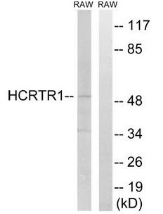 HCRTR1 antibody