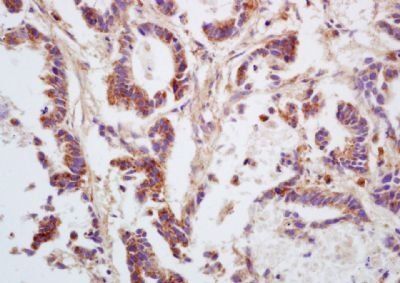 G protein alpha 12 Rabbit Polyclonal Antibody