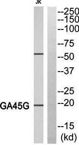 GA45G antibody
