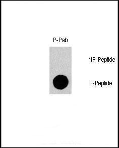 Gab1 (phospho-Tyr659) antibody