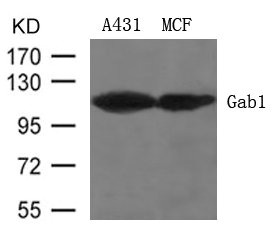 GAB1 (Ab-627) antibody