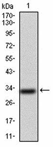 GAB1 Antibody