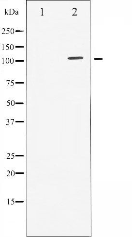 GAB1 (Phospho-Tyr627) antibody