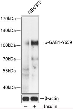 GAB1 (Phospho-Y659) antibody