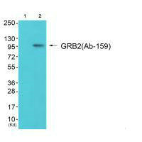 GAB2 (Ab-159) Antibody