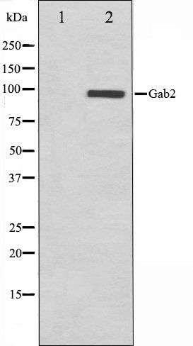 Gab2 antibody