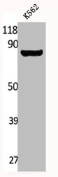 GAB2 Antibody