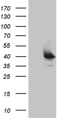 GABA A Receptor alpha 5 (GABRA5) antibody