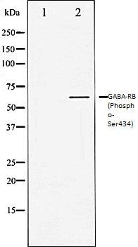 GABA-RB (Phospho-Ser434) antibody