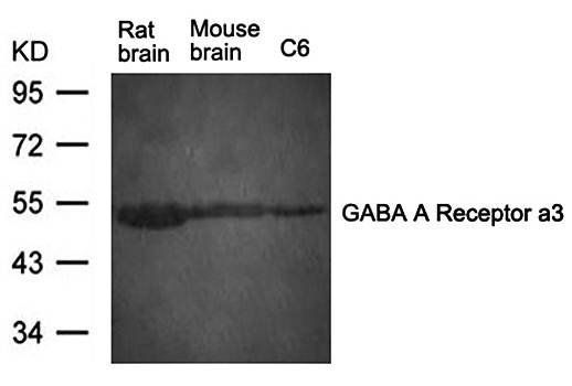 GABA A Receptor a3 Antibody