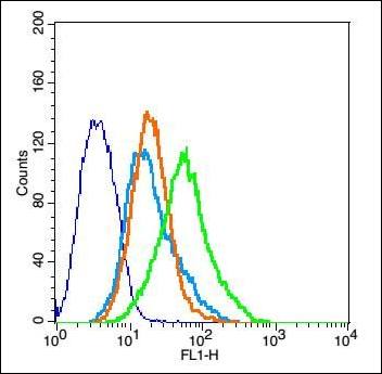 GABA Transporter 2 Rabbit Polyclonal Antibody