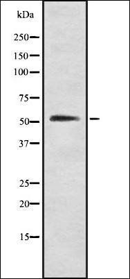 GABAA R alpha1 antibody