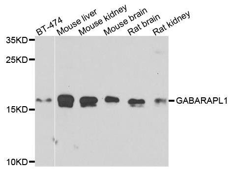 GABARAPL1 antibody