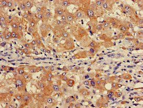 GABARAPL1 Antibody