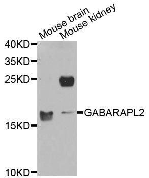 GABARAPL2 antibody