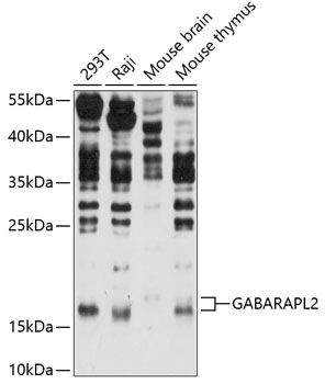 GABARAPL2 antibody