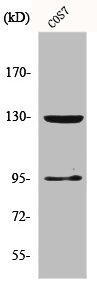 GABBR1 Antibody