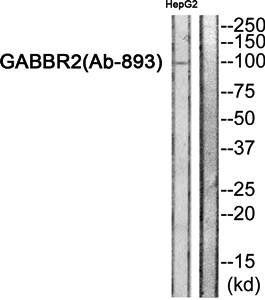 GABBR2 antibody