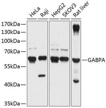 GABPA antibody