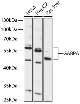 GABPA antibody