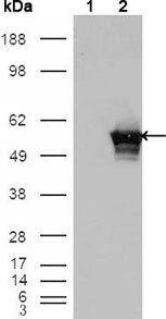 GABPA Antibody