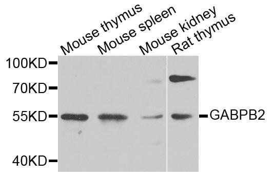GABPB2 antibody