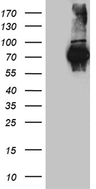 GABPB2 (GABPB1) antibody