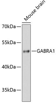 GABRA1 antibody