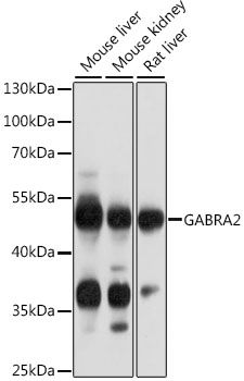 GABRA2 antibody