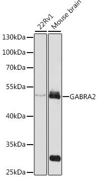 GABRA2 antibody