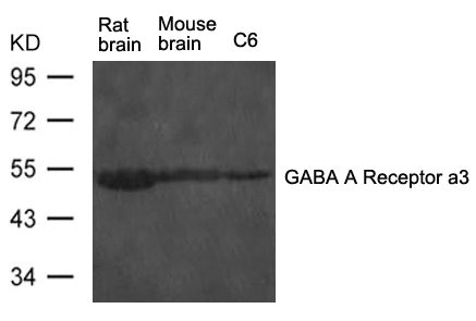 Gabra3 antibody