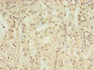 GABRA4 antibody