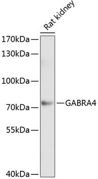 GABRA4 antibody