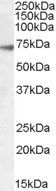 GABRA4 antibody