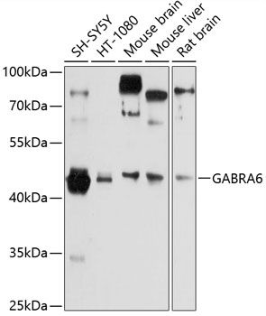 GABRA6 antibody