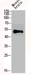 GABRA6 Antibody
