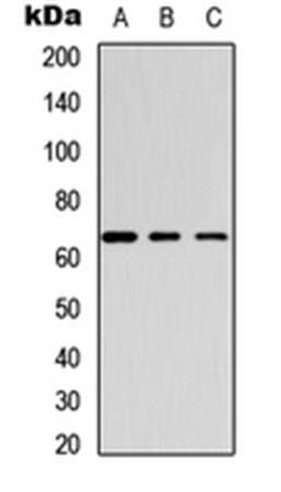 GABRB1 (phospho-S434) antibody