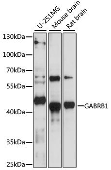 GABRB1 antibody