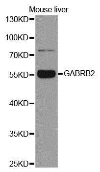 GABRB2 antibody