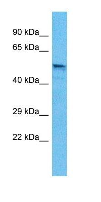 GABRB3 antibody
