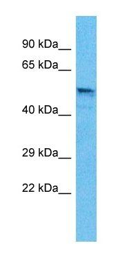 GABRB3 antibody
