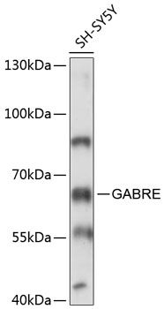 GABRE antibody