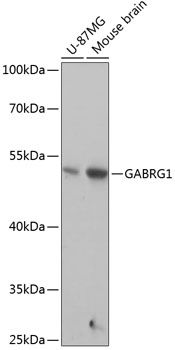 GABRG1 antibody
