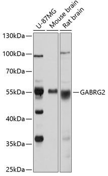 GABRG2 antibody