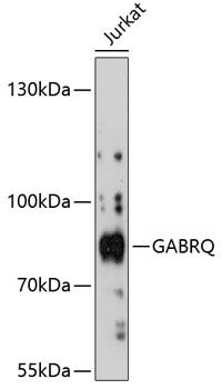 GABRQ antibody