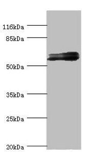 GABRR1 antibody