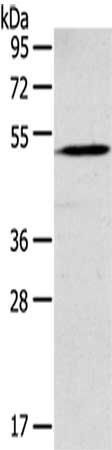 GABRR1 antibody