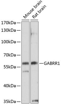 GABRR1 antibody